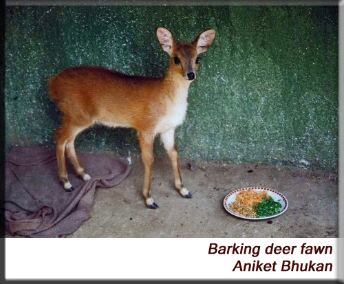 Devna Arora - Barking deer fawn